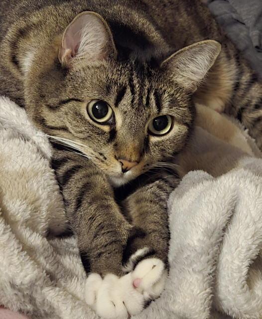 A brown tabby cat with white paws looks at something out of frame while laying on a fuzzy blanket