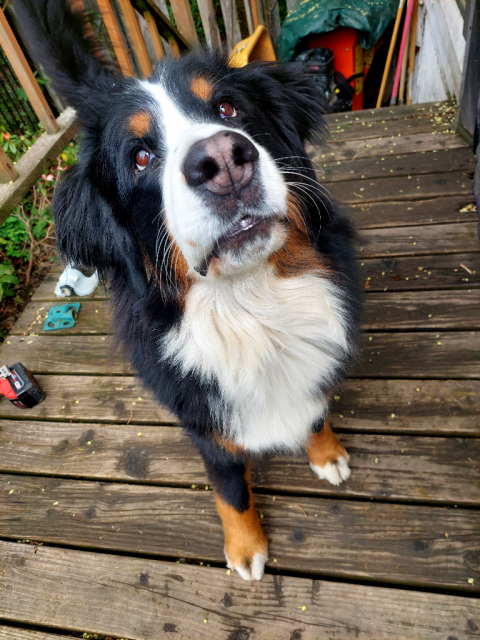 A Bernese Mountain Dog sits on a small wet wood deck and looks up at the camera with chocolate brown eyes and a sweet expression.