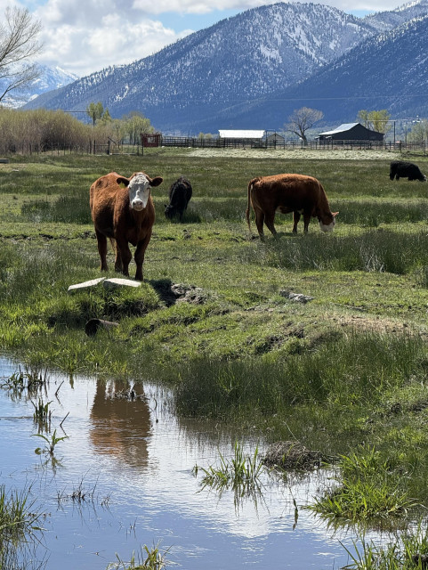 A brown cow with white face stands by the river and looks at us. He looks peaceful and curious. There are some more cattles behind him. Mountains in background. 