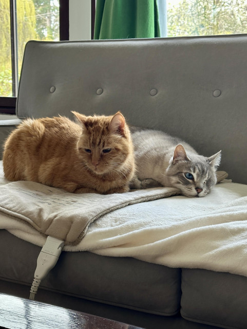 Loki, an orange tabby, sitting sideways on a tan heating pad on a cream blanket on a grey sofa next to Doots, a one-eyed Lynx Point Siamese cat, lying down behind him with his head down. 