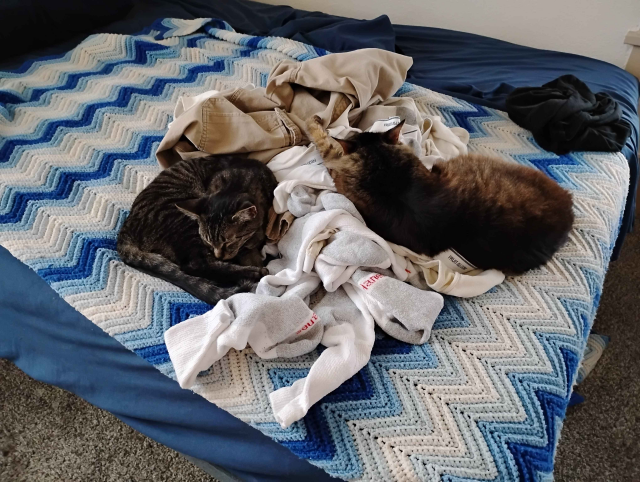 A photo of a pile of clean whites and a beige pair of pants thrown on a bed with blue sheets and a white and blue afghan. Mixed in with the pile of clothing are 2 cats. On the left, Totoro [kitten] curled up in a ball, while Goobie [cat] is on the right side of the pile with her head more towards the middle of the pile while her butt is on the afghan.