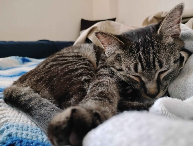 A close up photo of Totoro [kitten] laying his head on a pile of clean clothing.
