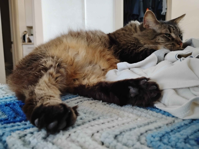 A full body photo of Goobie [cat] taken from the angle of focusing on her feet, while the rest of her floofy body makes it look like she's a blurry fuzzball.