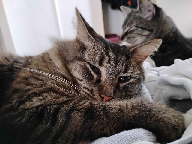 A close up photo of Goobie [cat] showing her head resting on a pile of socks and underwear with her front right paw stretched out in front.