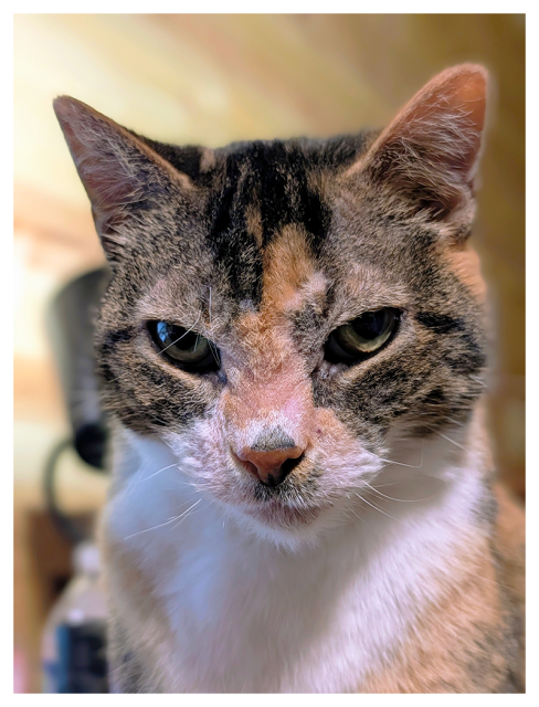 close-up of a calico cat with green eyes and white markings making intense eye contact. the background is out of focus cabin interior.