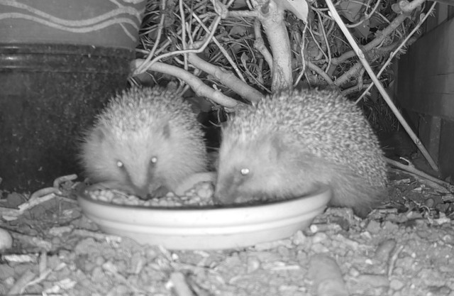 ALT (NL): Twee kleine egeltjes zitten naast elkaar en eten kattenbrokjes uit een schaaltje.
ALT (EN): Two small hedgehogs sit next to each other, eating cat kibble from a small dish.