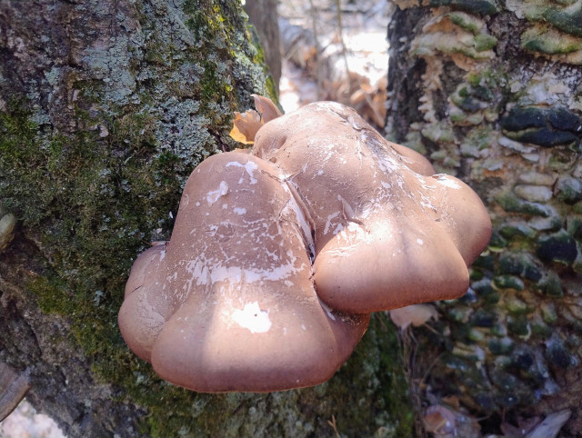  A cluster of smooth glossy brown fungi with lobed shapes growing between two moss-covered tree trunks in a forest.