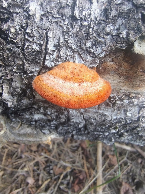 A small round orange bracket fungus growing from the base of a dark textured tree trunk, close-up shot with dry grass in the background.