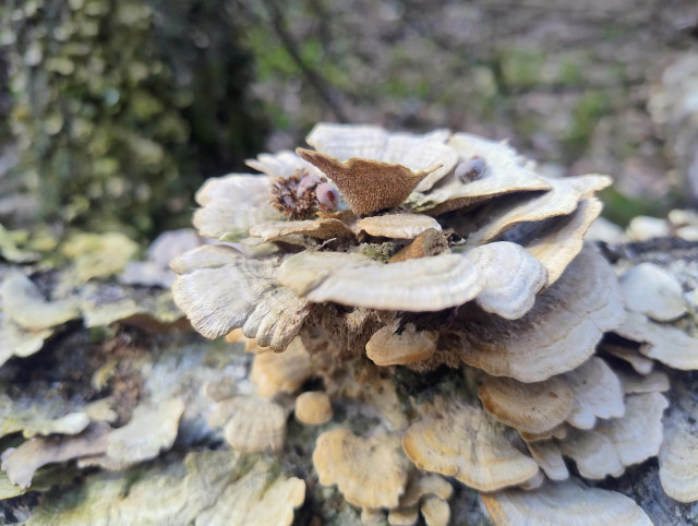 A large layered fan-shaped bracket fungus with pale beige tones growing on a mossy log, viewed from above.