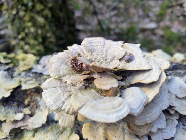 A large layered fan-shaped bracket fungus with pale beige tones growing on a mossy log, viewed from above.