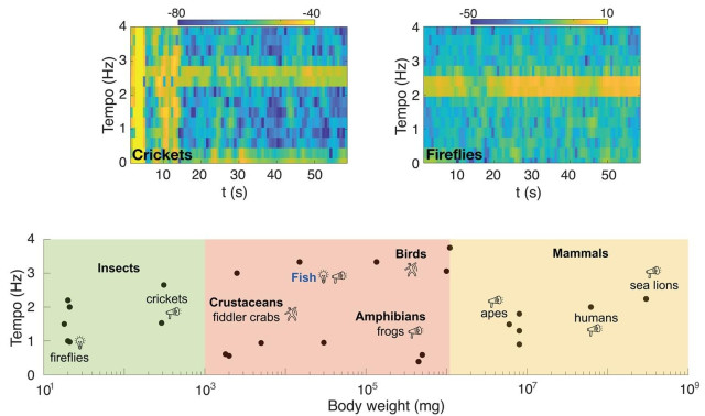 Tempo comparison across scales, taxa, modalities, and media. Top left: Spectrogram of cricket(s) chirping for 1 min. Top right: Spectrogram of nearby fireflies flashing for 1 min (N = 21). The colorbars in both heatmaps correspond to Power/frequency (dB/Hz). Bottom: Typical tempos at which different animals signal vs. their respective mean body weights on a logarithmic scale (N = 24). The plot consists of six main groups: insects, amphibians, birds, fish, crustaceans (these last four in an overlapping region due to similar weights—note that the labels here don’t necessarily correspond to specific points as the species are mixed), and mammals. The icons (light bulb, speaker, and a moving human) represent the form of the signal (light, sound, or gesture). Note that the signals are mostly transmitted through air, with two examples through water (both fish, written in blue).