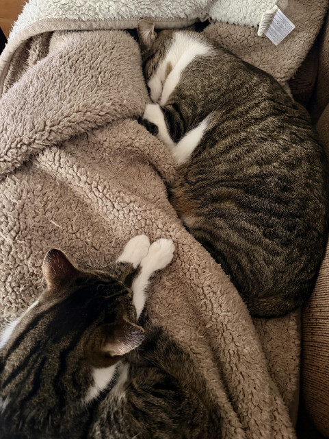 Brown & white Tabby siblings asleep on a fleece blanket on my legs on the couch