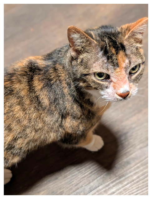 high-angle close-up of a calico cat with green eye standing on a wood-tile floor