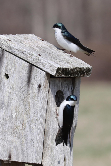 Photograph of two tree swallows, small birds with shimmering blue-green backs and caps and white undersides, both on a weathered wood nesting box. One bird is on the roof, and the other is clinging to the side of the box near the entrance hole.