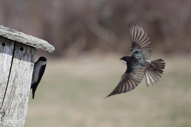 Photograph of a flying tree swallow with wings spread as it approaches a weathered wood nesting box. Another swallow clings to the side of the box in the shade near the entrance hole watching the approaching bird.