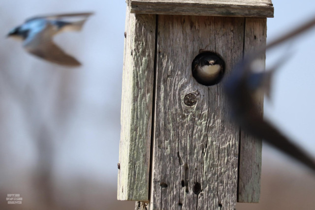 Photograph of a weathered wood nesting box with a tree swallow peering out of the round entrance hole. The blur of two other swallows fly nearby, wings angled as they swoop in front of and behind the box.
