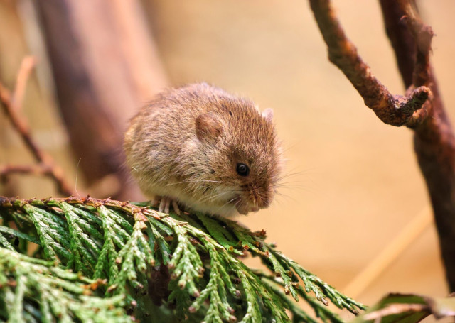 A close-up of a tiny harvest mouse perched delicately on the branch of a coniferous tree. The mouse, with its soft, light brown fur and slightly rounded body, appears alert and curious, its small black eyes and twitching whiskers clearly visible. The vibrant green needles of the tree branch provide a striking contrast to the mouse’s fur, while the background is softly blurred, drawing focus to the intricate details of the mouse and its surroundings.