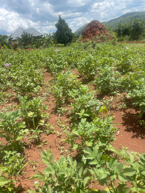 A wide view of a sweet potato field with rows of green plants growing in reddish soil, interspersed with small grasses and weeds, under a cloudy sky with hills and a house in the background.