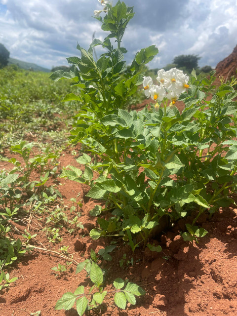 A green sweet potato plant growing in a sunny field, with broad leaves and small purple flowers blooming at the top, surrounded by reddish soil and other crops in the background.