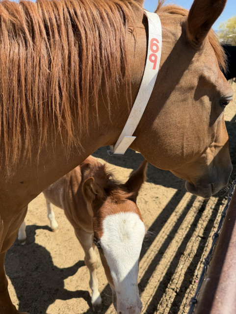 Brown mother and baby horse. The baby horse has a striking white face and bright blue eyes. Mom also has a collar with a vertical 69 on it, hence the nice.