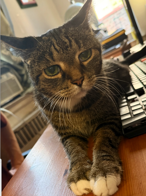 Pica rests in front of a computer keyboard, she is a small brown tabby cat. Her ears are a bit "airplane"