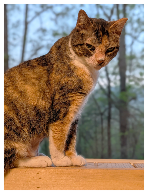 close-up profile of a calico cat sitting on a windowsill in from of a small, screened window. she is glancing down and to the left, making eye contact. the background is out of focus forest with a bit of distant mountain ridge visible.