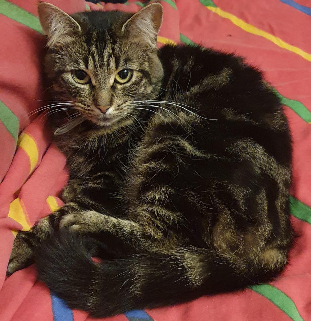 A brown tabby cat is curled up on a red duvet and showing off her whiskers 