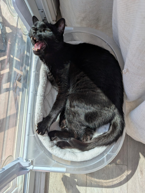 Charleston the black cat lying in a plastic bed attached to the sliding glass door. He is in the middle of meowing, so his mouth is open and he looks kind of smiley. 