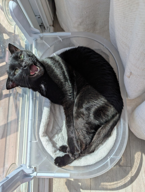 The same cat in the same sunbeam, except now he's turned his head to face me. His mouth is the exact same level of open. He is extremely shiny in the sun.