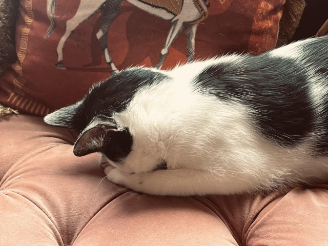 A slender tuxedo cat sleeping face down, his nose in his slightly upturned paws. 