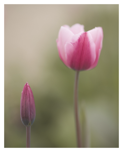 Zwei rosafarbene Tulpen vor unscharfem Hintergrund: links eine geschlossene Knospe, rechts eine geöffnete Blüte mit weichen, zartrosa Blütenblättern.
