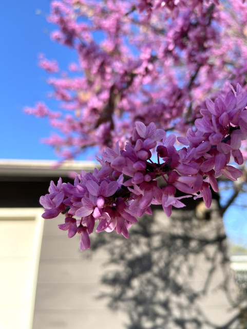 Pinkish purple redbuds are in bloom, against a brilliant blue sky. In the background there’s a dark gray structure with white door, which is possibly a garage