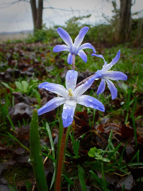Little blue flowers begin to bloom on a rainy spring day.