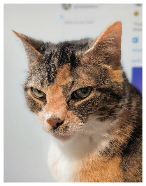 3/4 close up of a calico cat with green eyes making contact. charlene wears her usual serious expression. the background is an out of focus computer monitor with the mastodon app open.