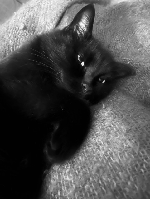 A black and white photograph of a black cat snuggled on a camera looking into the canera.