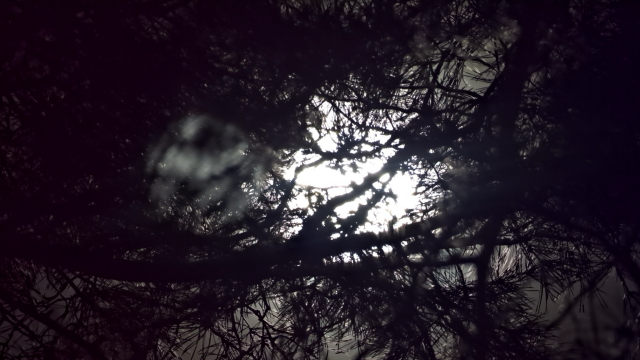 Branches in front of moon light 