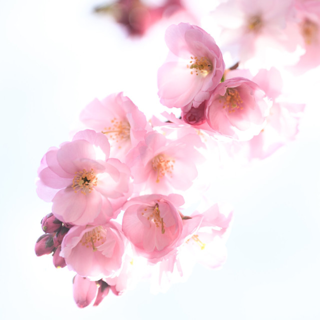 A high key square photograph of a cluster of pink cherry blossoms on the end of a cherry tree branch. There are so many flowers and buds that the almost completely obscure the branch itself.

The sky in the background is overexposed to the degree that it's completely white