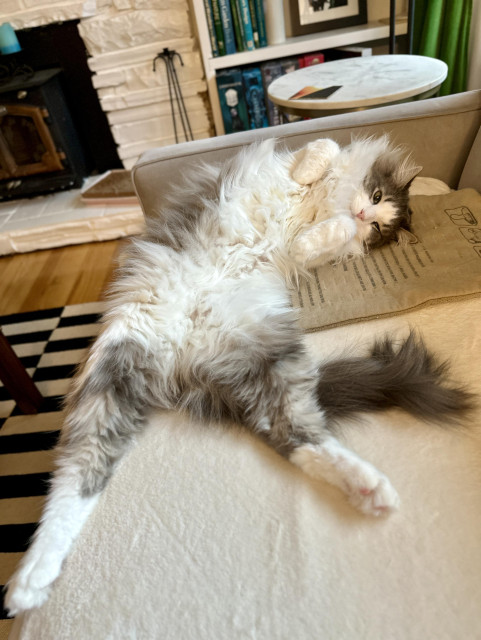 Thor, a fluffy grey and white bicolor half-Ragdoll himbo of a cat, splaying across a cream blanket on a grey sofa, displaying his gloriously silky-soft white belly as he looks at you with love in his eyes. It’s not a trap! 