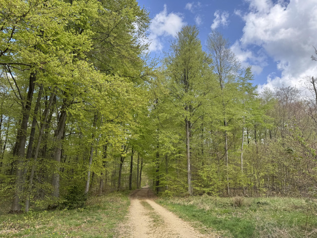 A lush spring green forest with blue sky and light clouds. Dirt track in the middle.