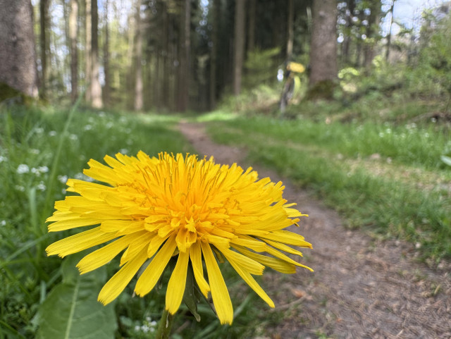 Close up of a dandelion aka furry sun, with blurry forest behind it.