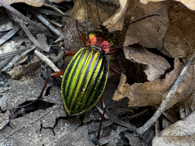 An amazingly shiny beetle. The back is striped metallic green and the head metallic red. It looks like a jewel.