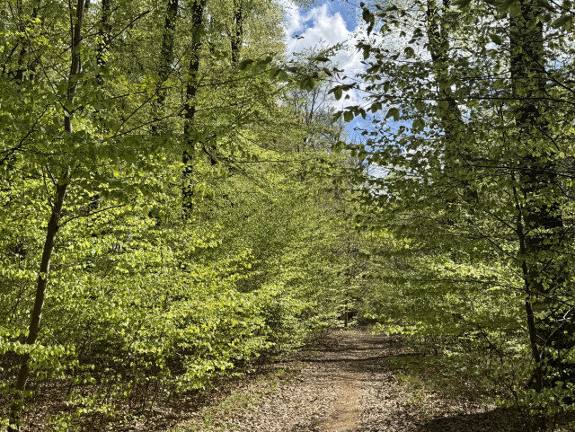 Another view of young spring green leaves on trees.