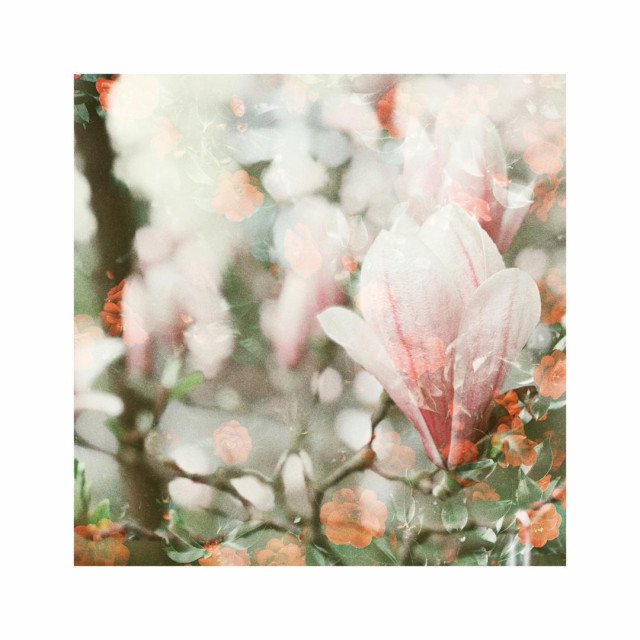 a square image showing branches of a magnolia tree in full blossom. near and far parts of the image blur together, become indistinguishable and together create a layered, almost abstract whole