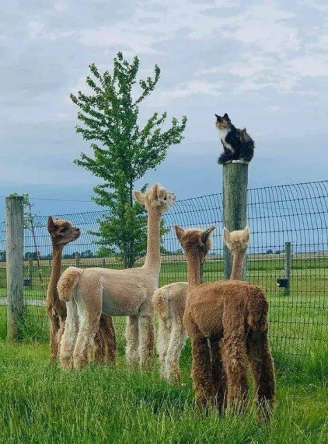 a cat post of a cat on a post meeting with a group of alpacas