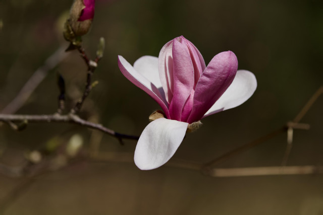 Pink Magnolia with one petal curved down in front