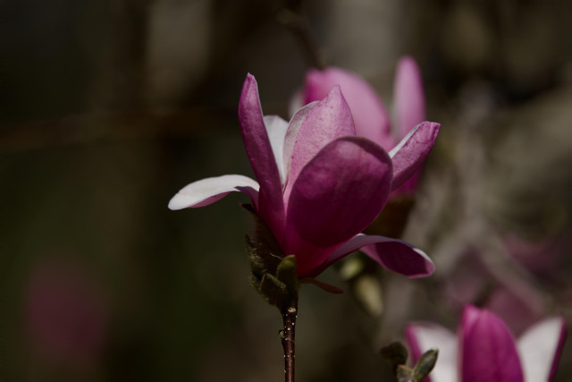 Pink Magnolia bloom