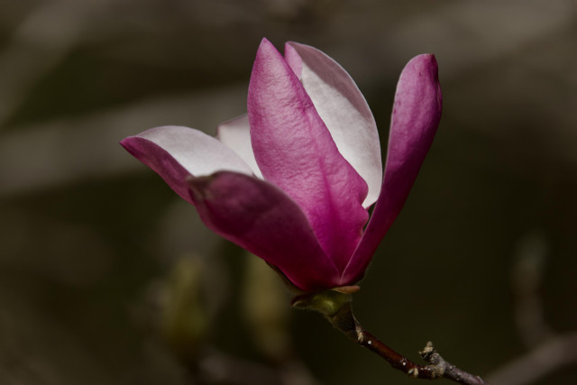 Pink Magnolia bloom