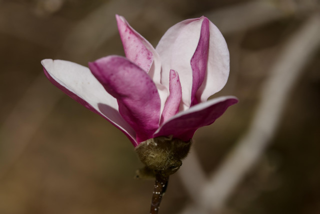 Pink Magnolia bloom with a center petal, not yet unfurled