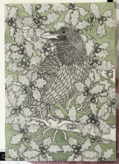 An ink drawing of a raven in an oak tree with a green background 