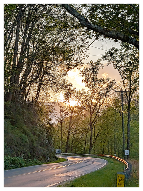winding two-lane road curves through a lush, green forest at sunset. sunlight filters through tall trees with fresh leaves. road signs and a metal guardrail line the roadside under a partly cloudy sky.